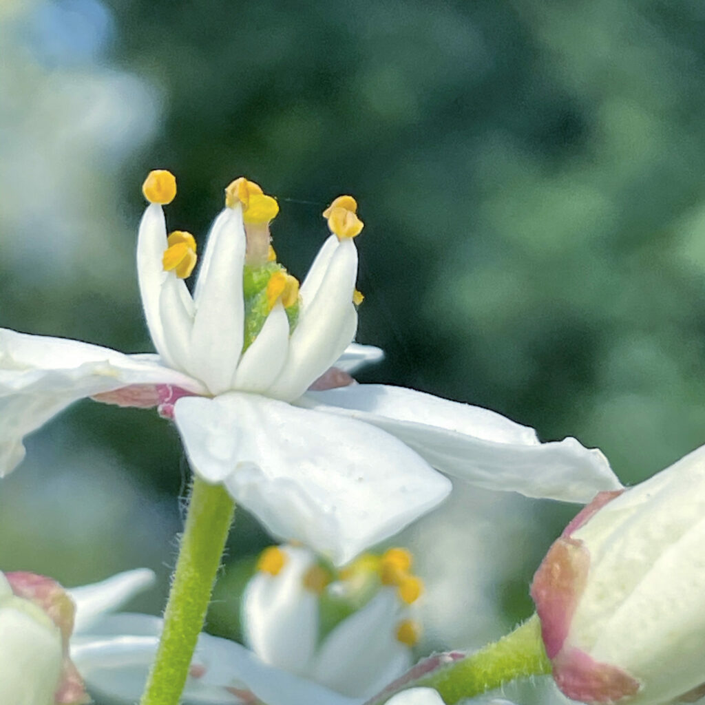 Flor en el parque Bordelés de Burdeos.